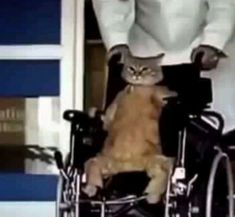 a cat sitting on top of a person in a wheel chair