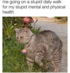 a cat standing on top of a grass covered field next to a flower filled plant