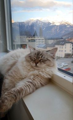 a long haired cat laying on top of a window sill next to a window