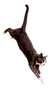 a black and white cat jumping in the air