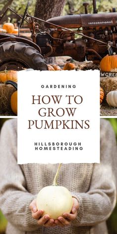 a person holding a pumpkin in their hands with the title gardening how to grow pumpkins