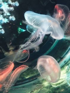 several jellyfish swimming in an aquarium tank