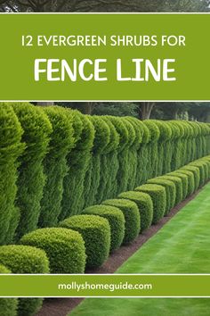 the top ten evergreen shrubs for fence line