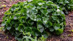 some green plants that are growing in the dirt