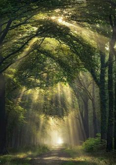 the sun shines through the trees on a path in a forest filled with green leaves