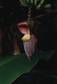 a banana plant hanging upside down on a leaf