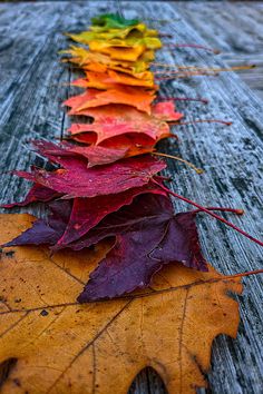 colorful autumn leaves arranged in a row on a wooden table