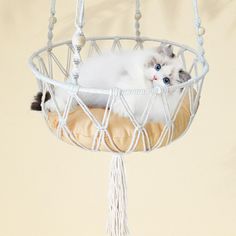 a white cat laying in a hammock hanging from the ceiling with tassels