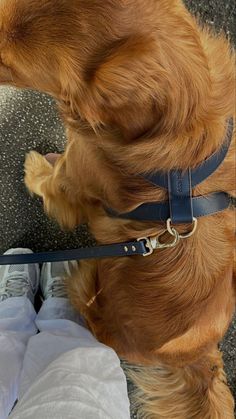 a brown dog sitting on top of a persons feet