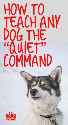 a dog with the words how to teach any dog the quiet command on it's face