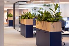 two planters in the middle of an office cubicle with desks and computers