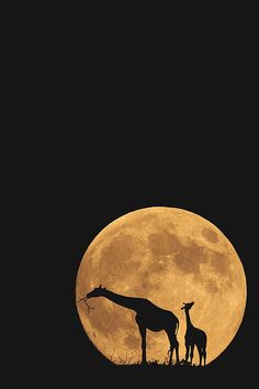 two giraffes standing in front of a full moon