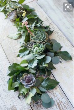 a long row of succulents with green leaves