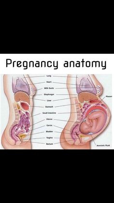 an image of the anatomy of the stomach