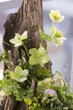 flowers and greenery are growing on the bark of a tree