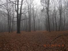 the woods are covered in leaves and trees on a foggy, overcast day