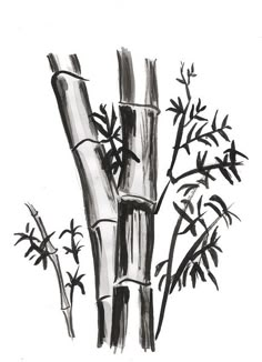 black and white drawing of bamboo trees