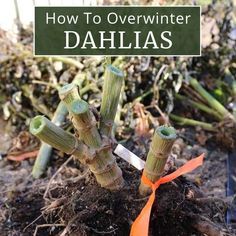 how to overwint dahlias in the garden with text that reads, how to overwint daias