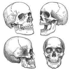 three different views of the human skull