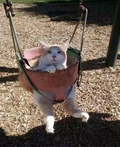 a white cat sitting in a hammock on a swing with the caption, i don't know what this is