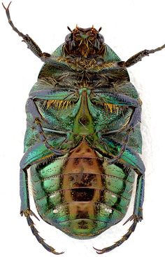 a close up of a green insect on a white background with no other insects around it