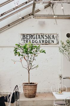 there is a potted tree in the middle of a room with tables and chairs