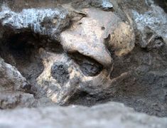 an animal skull in the middle of some rocks