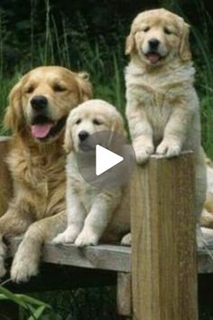 three golden retriever puppies sitting on a wooden bench