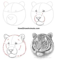 how to draw a tiger and a tiger head step by step drawing instructions for kids