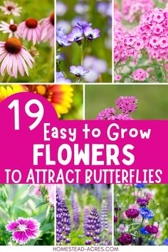 flowers with the words 19 easy to grow flowers to attract butterflies