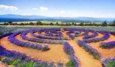 a large circular maze in the middle of a field with lavender flowers on each side