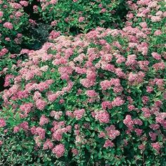 pink flowers are blooming in the garden