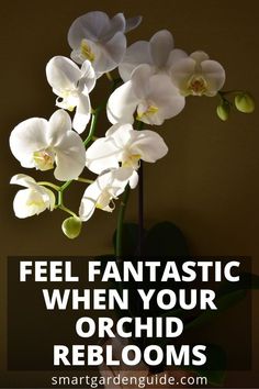 white orchids with text overlay that reads, feel fantastic when your orchid blooms