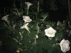 some white flowers are blooming in the dark night time, with green leaves around them