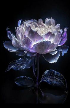 a large purple flower on a black background