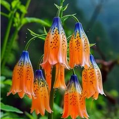 orange and blue flowers with green leaves in the background