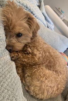 a small brown dog laying on top of a bed