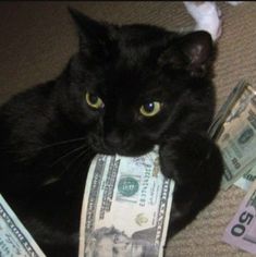 a black cat is laying on the floor with money