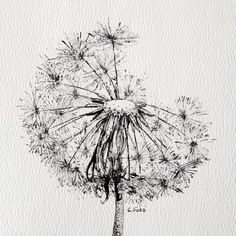 a black and white drawing of a dandelion