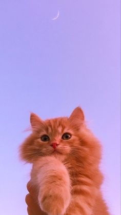 a fluffy orange cat is being held up by someone's hand with the moon in the background