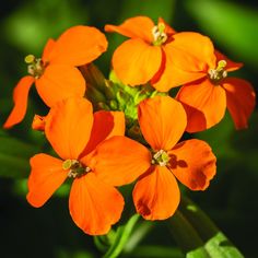 an orange flower with green leaves in the background