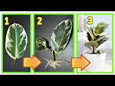 three pictures showing different types of plants and their roots in the same photo, each with an arrow pointing up