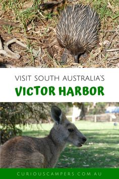 an animal that is laying down in the grass with text overlay reading visit south australia's victoria harbor