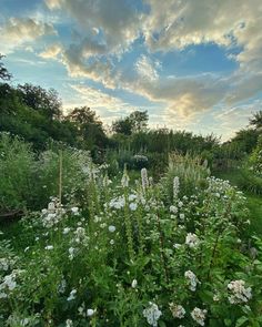 the sun is setting over some flowers and plants in the field with blue skies above