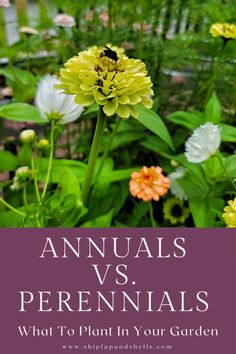 Annuals vs. Perennials: What’s the Difference? Confused about which plants to pick? 🌸 Learn the key differences between annuals and perennials and discover which is best for your garden!