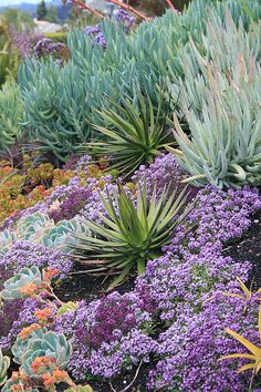 many different types of plants and flowers in a garden with purple, green, yellow and orange colors