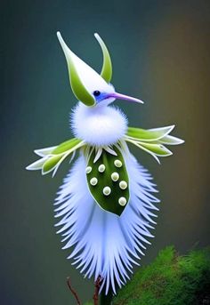 Kolibri orchidea