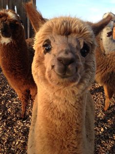 an alpaca looking at the camera with two other llamas in the background