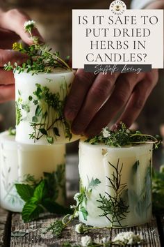 Curious about adding dried herbs to your candles? Uncover the safety facts and best practices for incorporating herbs into your DIY candle projects. Learn how to enhance your candles safely with natural ingredients, tips for proper use, and creative ideas for beautiful, aromatic candles. Click to find out more! Rosemary Candle Diy, Diy Herb Candles, Diy Natural Candles, Essential Oil Candles Diy, Herbal Candles, Christmas Candles Diy, Herb Candles, Candles Natural