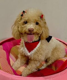 a dog sitting in a pink pet bed with its tongue out and wearing a collar